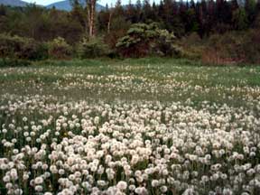 photo of a field